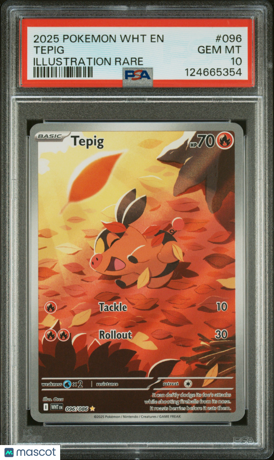 2025 Pokemon WHT EN-White Flare Tepig #096 Illustration Rare PSA 10