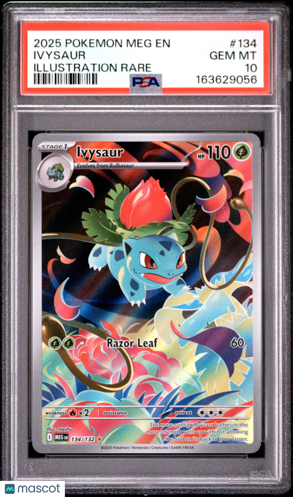 2025 Pokemon Meg EN-Mega Evolution Ivysaur #134 Illustration Rare PSA 10