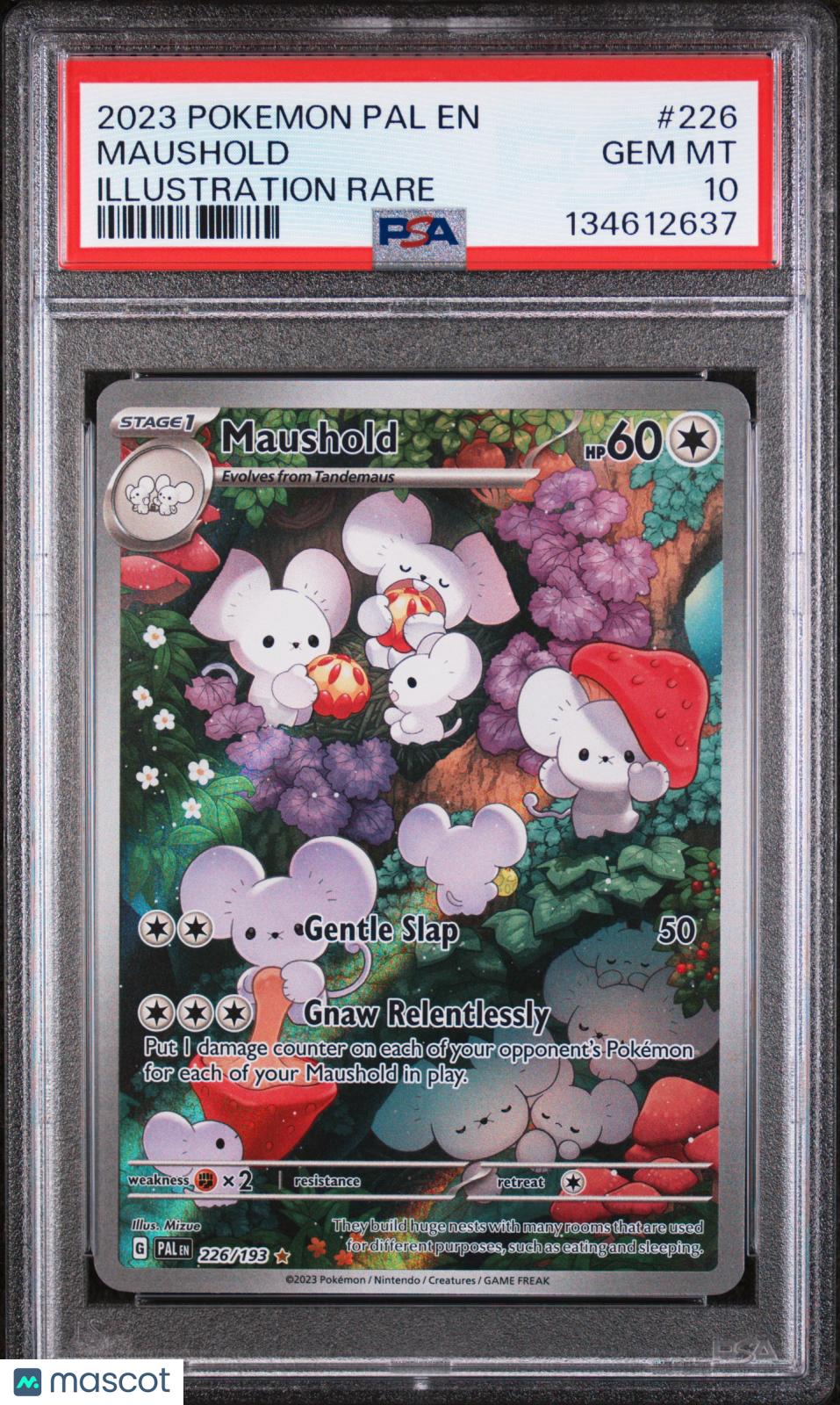 2023 Pokemon Pal EN-Paldea Evolved Maushold #226 Illustration Rare PSA 10